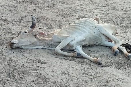 horn of Africa drought