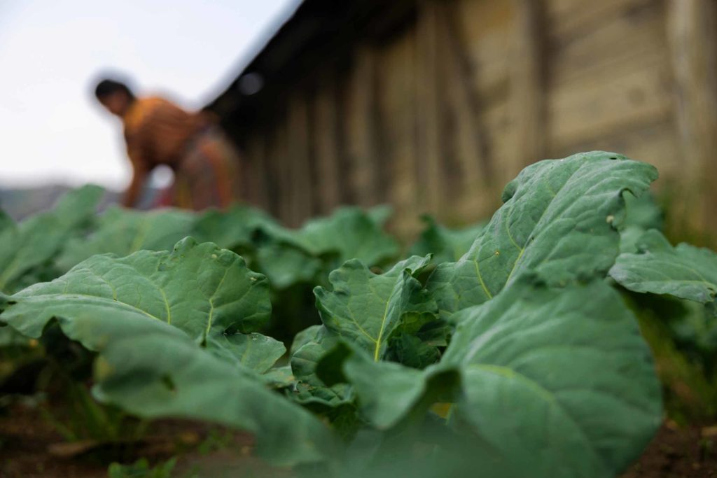global food crisis farm