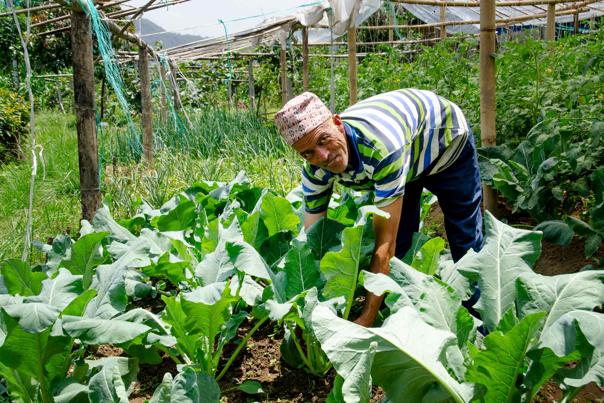 Nepali farmer