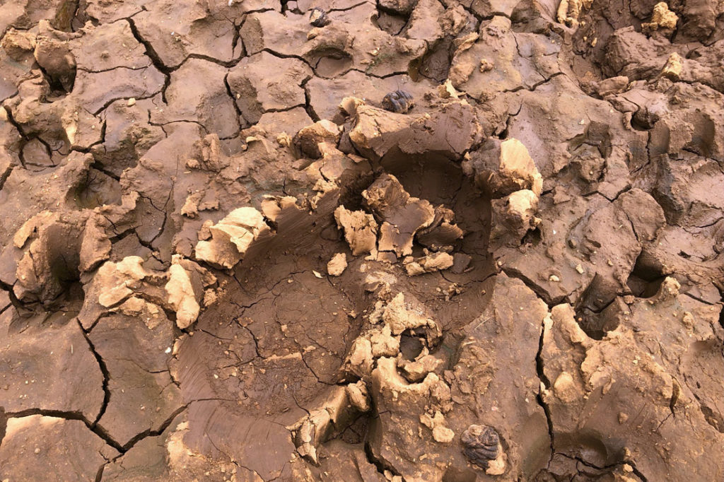 Africa drought