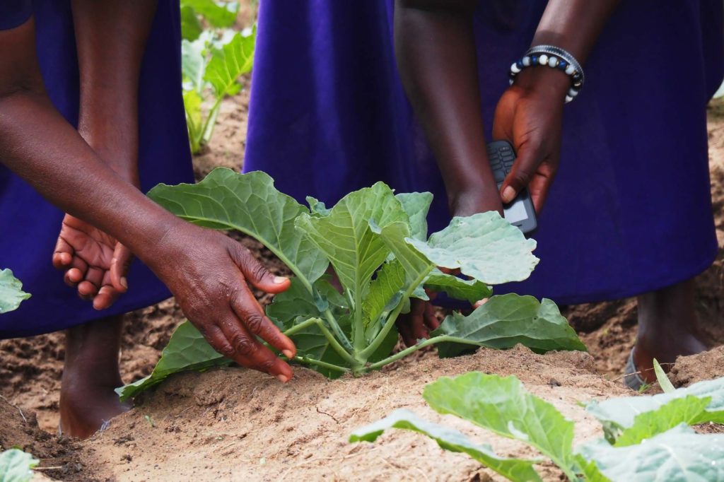 Africa drought relief